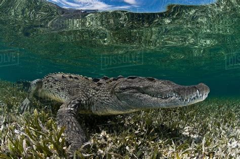 Underwater Side View Of Crocodile On Seagrass In Shallow Water