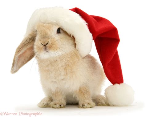 Rabbit In A Santa Hat Photo Wp13010