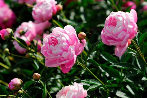 The Most Popular Spring Flowers 12 Beautiful Spring Plants
