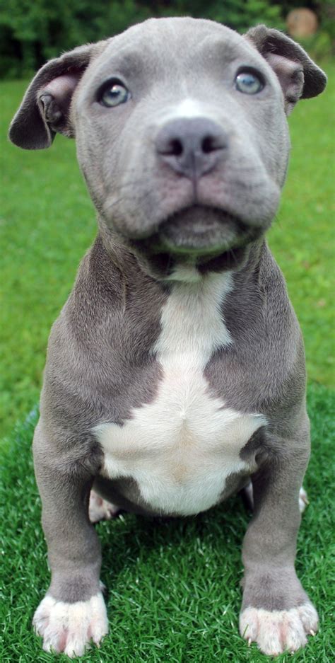 Pin On Bluefirepits Blue Pitbull Puppies For Sale Blue