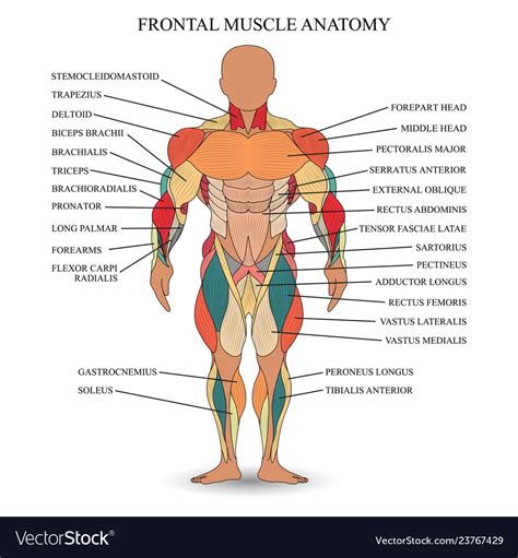 Muscle Anatomy Royalty Free Vector Image Vectorstock