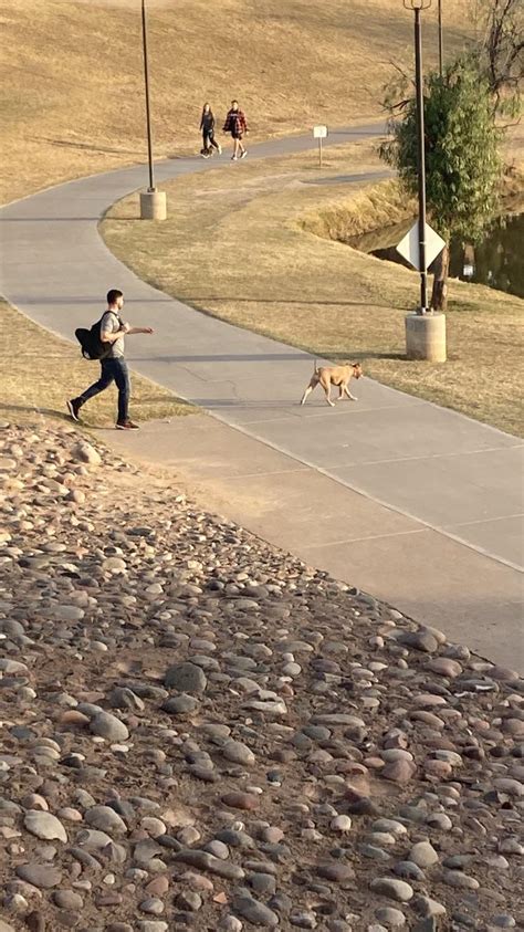 So This Guy Lets His Pit Bull Off A Leash In A Non Closed Area When