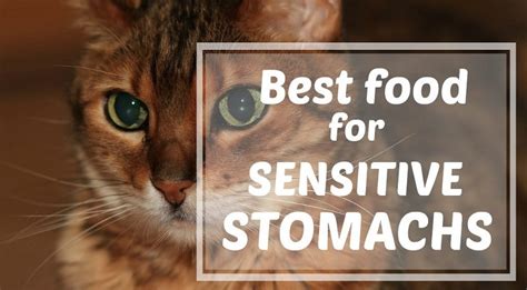 Finding the best food for a dog with a sensitive stomach can be tricky. Best Cat Food For Sensitive Stomach (Vomiting) In 2020