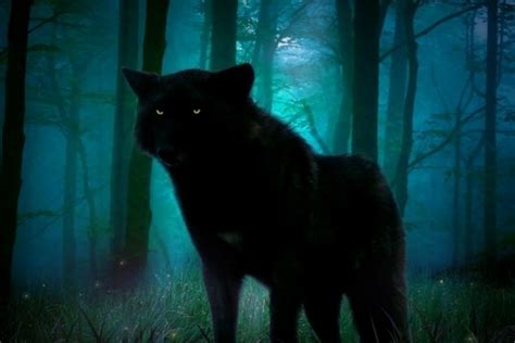 Lobo Negro En Las Sombras 11638