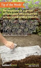 Pictures of Using Newspaper To Prevent Weeds