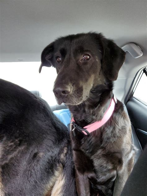 The black golden retriever is a variety from the breed of golden retriever who have always been popular as a pet in families. Adopt Sage a Black Golden Retriever / German Shepherd Dog ...