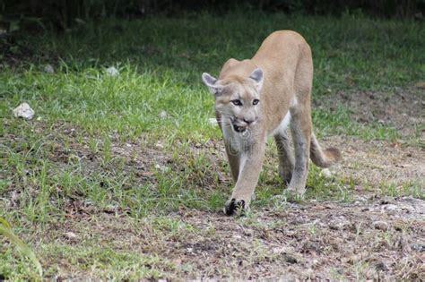Cougar Walking Among The Vegetation Stock Photo Image Of Panther