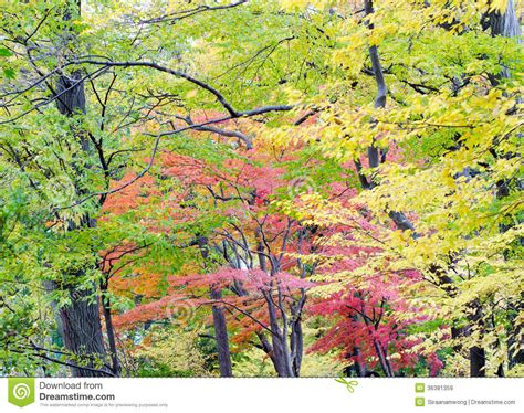 Japanese Maple Leaf In Autumn Season Stock Image Image