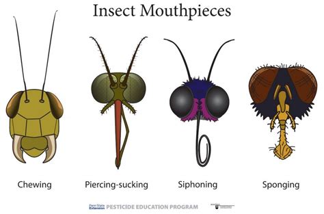 Different Types Of Insects For Kids English For Kid Interesting