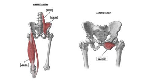 In human anatomy, the muscles of the hip joint are those muscles that cause movement in the hip. Muscles In Hip Area - Hip Pain Muscle Versus Joint Bucks Sports Chiropractic Dr Derek Gearhart ...