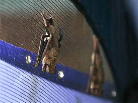 Winter Storm Devastated A San Antonio Icon — Mexican Free Tailed Bats