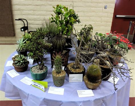 Nick wilkinson just returned from the huntington c & s show in los angeles and won as always all members are welcome. Late to the Garden Party: Cactus & Succulent Show & Sale