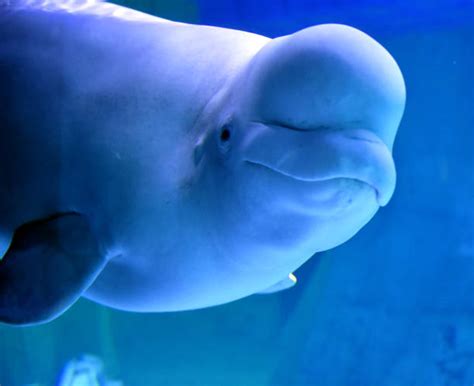 Beluga Whales Underwater Stock Photos Pictures And Royalty Free Images