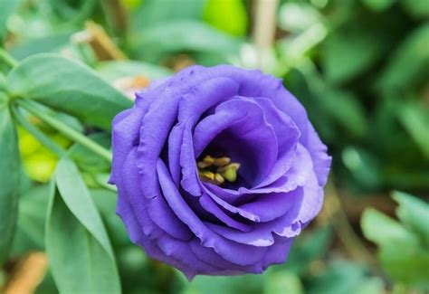 10 Different Flowers That Almost Look Like Roses Gardening Chores