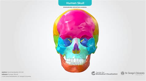 Human Skull Schemically Colored Bone Anatomy 3d Model By The Center