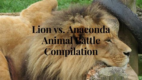 Animal Fights Lion Vs Anaconda Animal Battle Compilation Youtube