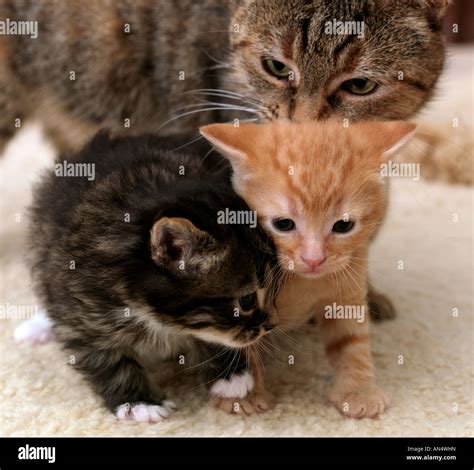 Cat And Two Kittens Stock Photo Alamy