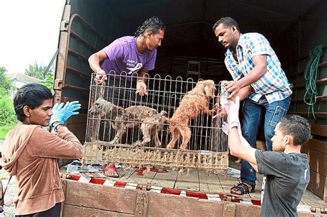 Some breeds of dogs are not allowed in malaysia. PHOTOS 100 Starved, Sick And Abused Animals Found In ...