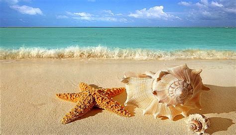 Beautiful Starfish On Beach For Desktop Best Hd Wallpapers