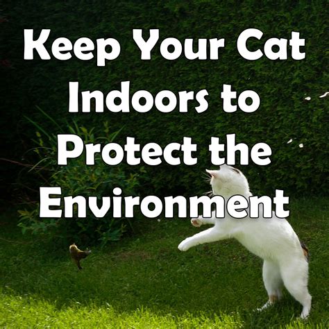 Keep Your Cat Indoors To Protect The Environment Pethelpful