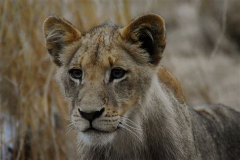 Lion Cub Pictures | Download Free Images & Stock Photos on Unsplash