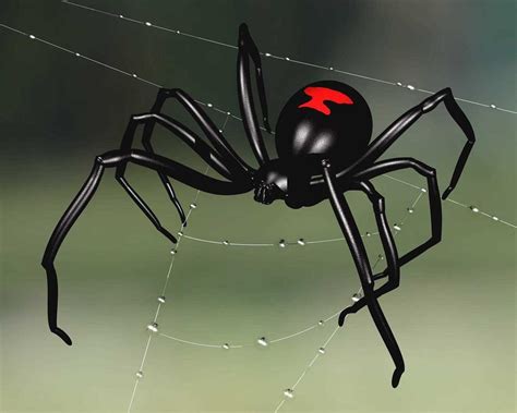 18 Black Widow Spider Markings References Octopussgardencafe