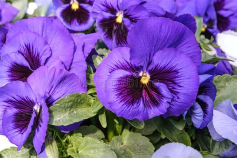 Close Up Beautiful Violet Purple And Blue Toned Pansies Blooming