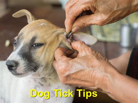 Dog Ear Ticks