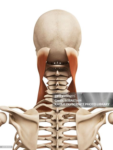 Human Neck Muscles Illustration High Res Vector Graphic Getty Images