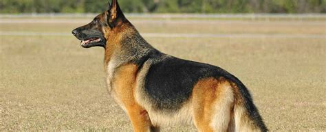 German Shepherd Dog Dog Breed Profile Petfinder