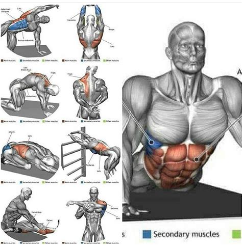 Divides thoracic and abdominal cavities performs respiration. Pancake Stretching Execution | Fit board workouts, Fitness body, Gym life