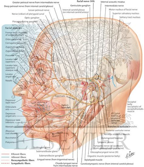 Facial Nerve Anatomy Netter