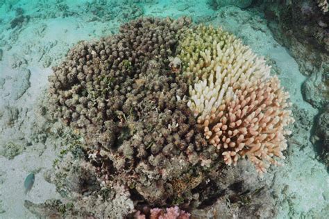 Study Coral Genetics Could Create Healthy Coral Reefs That Can Survive