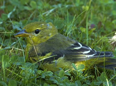 Top 28 Backyard Birds In Ohio Free Picture Id Printable Bird Advisors