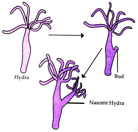 Tamil Solution Explain Budding In Hydra