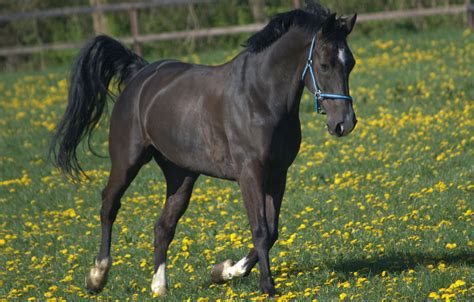 Spring Is In The Air! Our Top Feeding Tips For Healthy Horses This ...