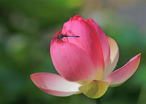 Dragonfly On A Lotus Flower Photograph By Shixing Wen Fine Art America