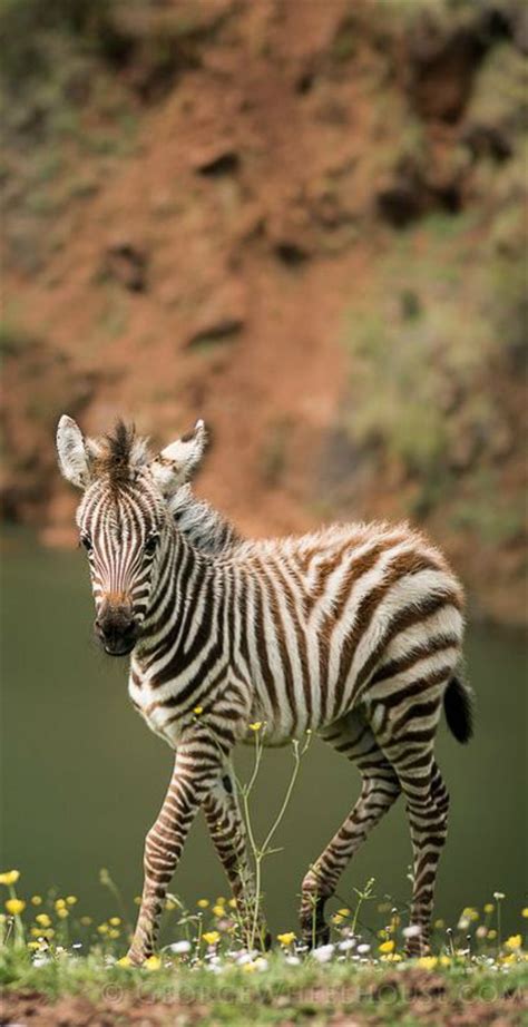 17 Best Images About Zebras On Pinterest Beautiful Africa And Animal Photography