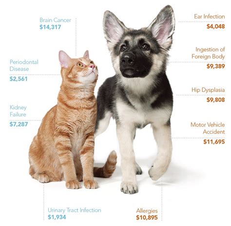 How much does pet insurance cost per month? Affordable Pet Insurance Hartford County Connecticut