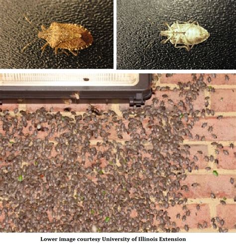How To Get Rid Of Those Pesky Brown Marmorated Stink Bugs In Your