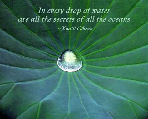 Top 1 Lily Pads Quotes And Sayings