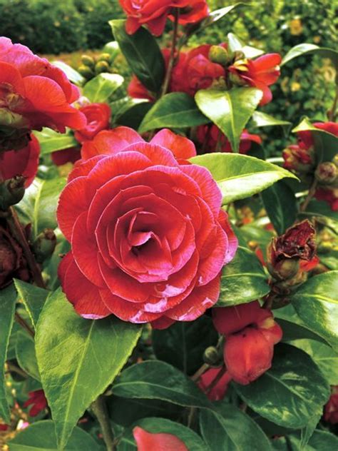 Is that how you spell camelia? Camelia Red