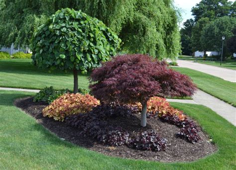 Maybe you would like to learn more about one of these? Graceful and Sculptural Japanese Maples - Chambersville Tree Farms