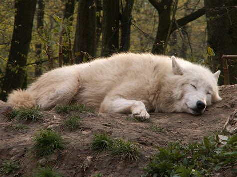 852 arctic wolf wallpaper free vectors on ai, svg, eps or cdr. Arctic Wolf Wallpapers - Wallpaper Cave