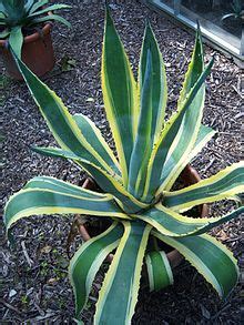 Today's groupon offers a traditional white christmas cactus. Agave americana - Wikipedia