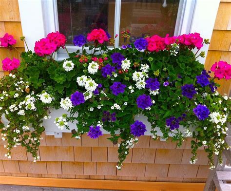 Potting soil is specifically designed for areas such as flower beds, while the potting mix is designed for things such as planters, hanging baskets, and window boxes. Nantucket Window Boxes! - 2019 | Window box flowers ...