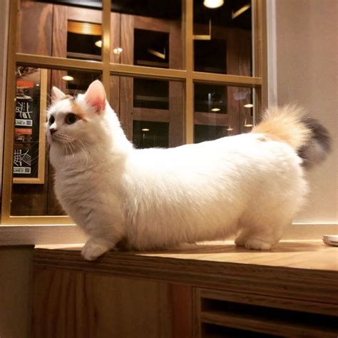 It appears to be copy of a wolf gene that got spliced back into the dog genome some time after modern dog breeds diverged from wolves. A short legged cat I met in a cat café in Harajuku ...