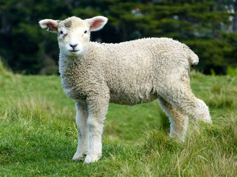 Baby Sheep Free Stock Photo Public Domain Pictures