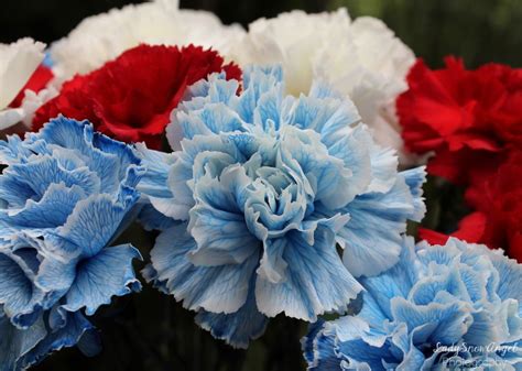 3 Blue Carnations Photography By Ladysnowangel Blue Carnations