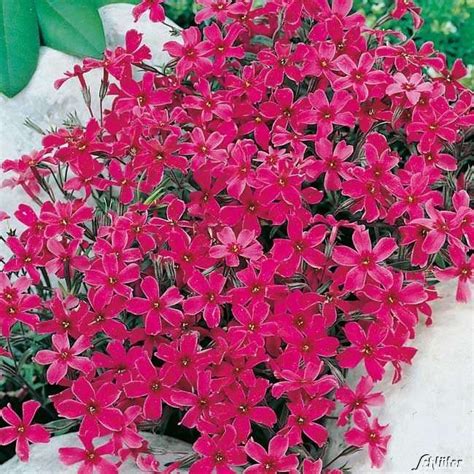 Check spelling or type a new query. Porzellanröschen 'Regenbogen' Lewisia cotyledon | Garten ...